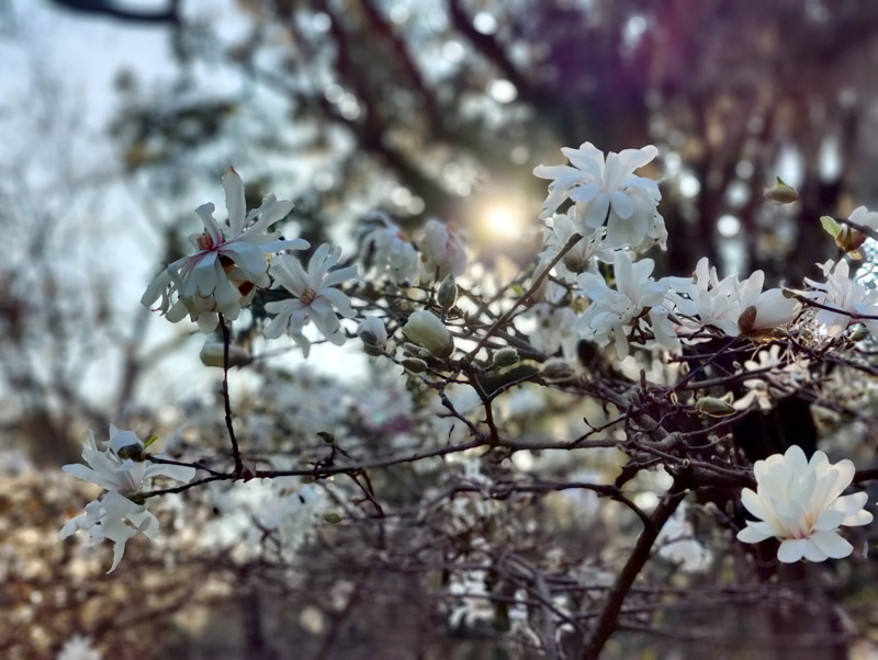 Flowers in Savannah